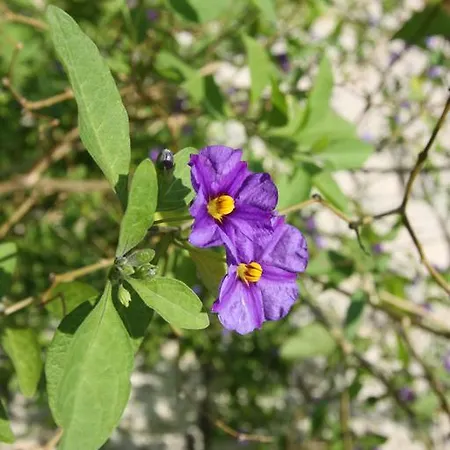 Koclu Konagi Penzion