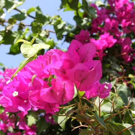 بيت ضيافة Koclu Konagi 4*