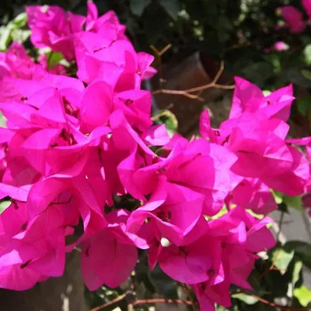 بيت ضيافة Koclu Konagi 4*