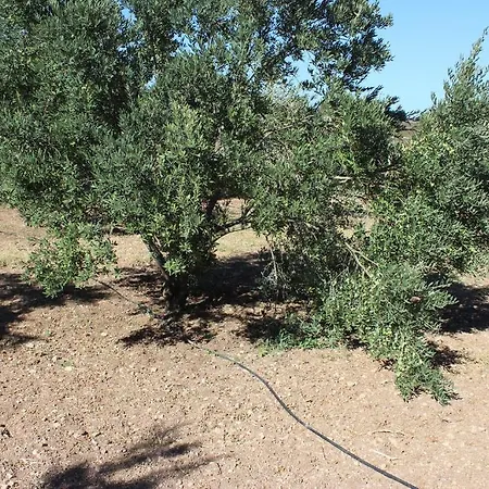 Koclu Konagi Penzion Alaçatı