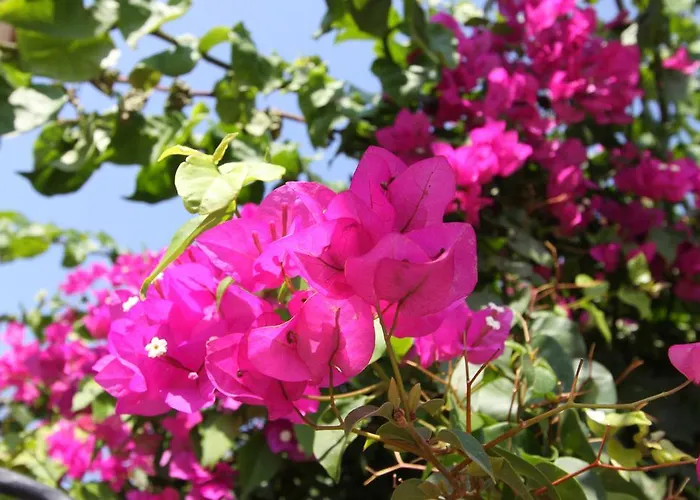 Guest house Koclu Konagi 4*